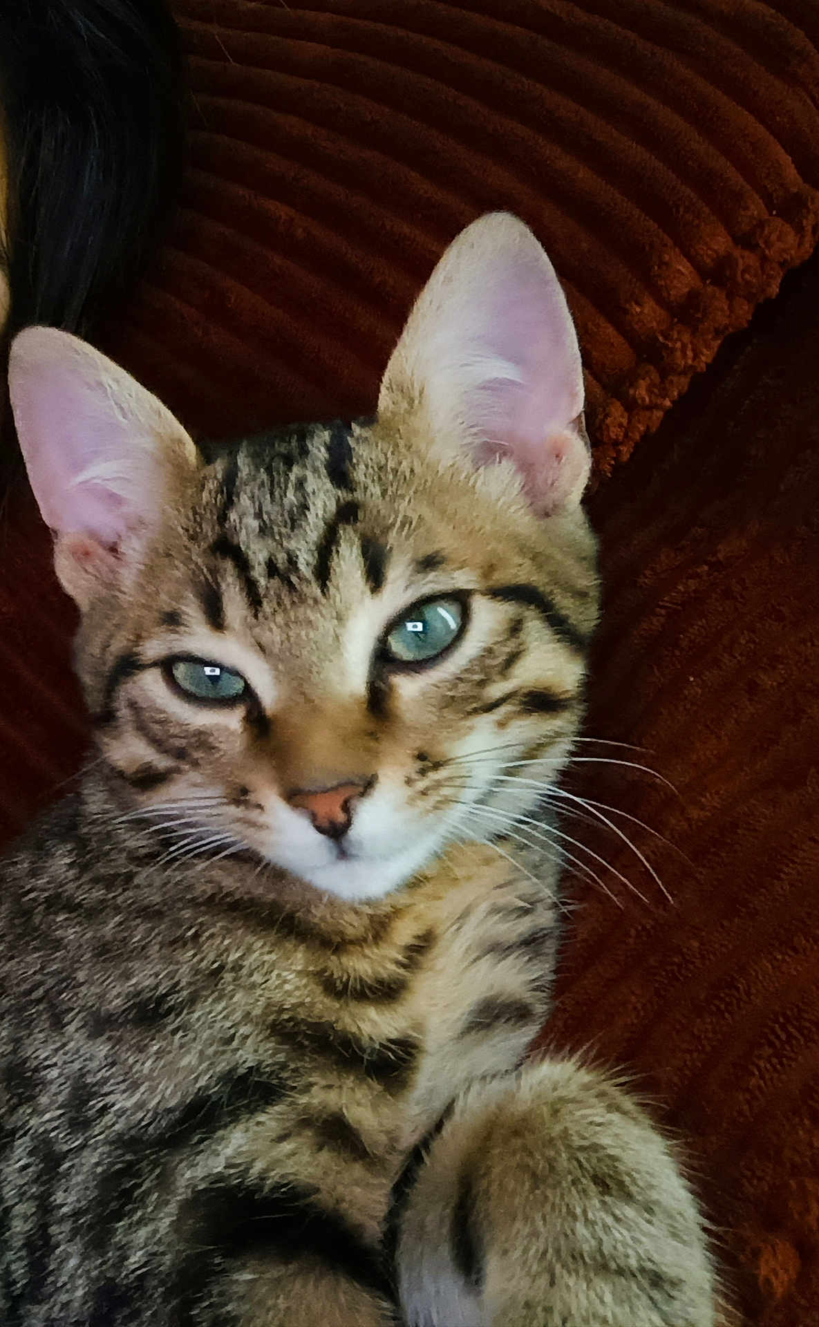 Doogy participe au concours pour gagner de l'argent avec cette photo : cat, tabby, close_up, green_eyes, feline, pet, fur, whiskers, relaxed, indoor, texture, fabric, brown, striped, animal, cute, portrait, mammal, resting, soft