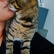 Doogy a rejoint le concours — aidez-le/la à gagner de superbes lots ! cat, tabby, person, face, close_up, kiss, indoor, affection, feline, pet, animal, blender, kitchen, love, whiskers, fur, striped, human, intimate, cuddle