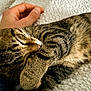 animal, blanket, cat, closeup, comfort, companion, cozy, cute, fur, hand, indoor, nap, paw, pet, relaxation, resting, sleeping, soft, tabby, whiskers