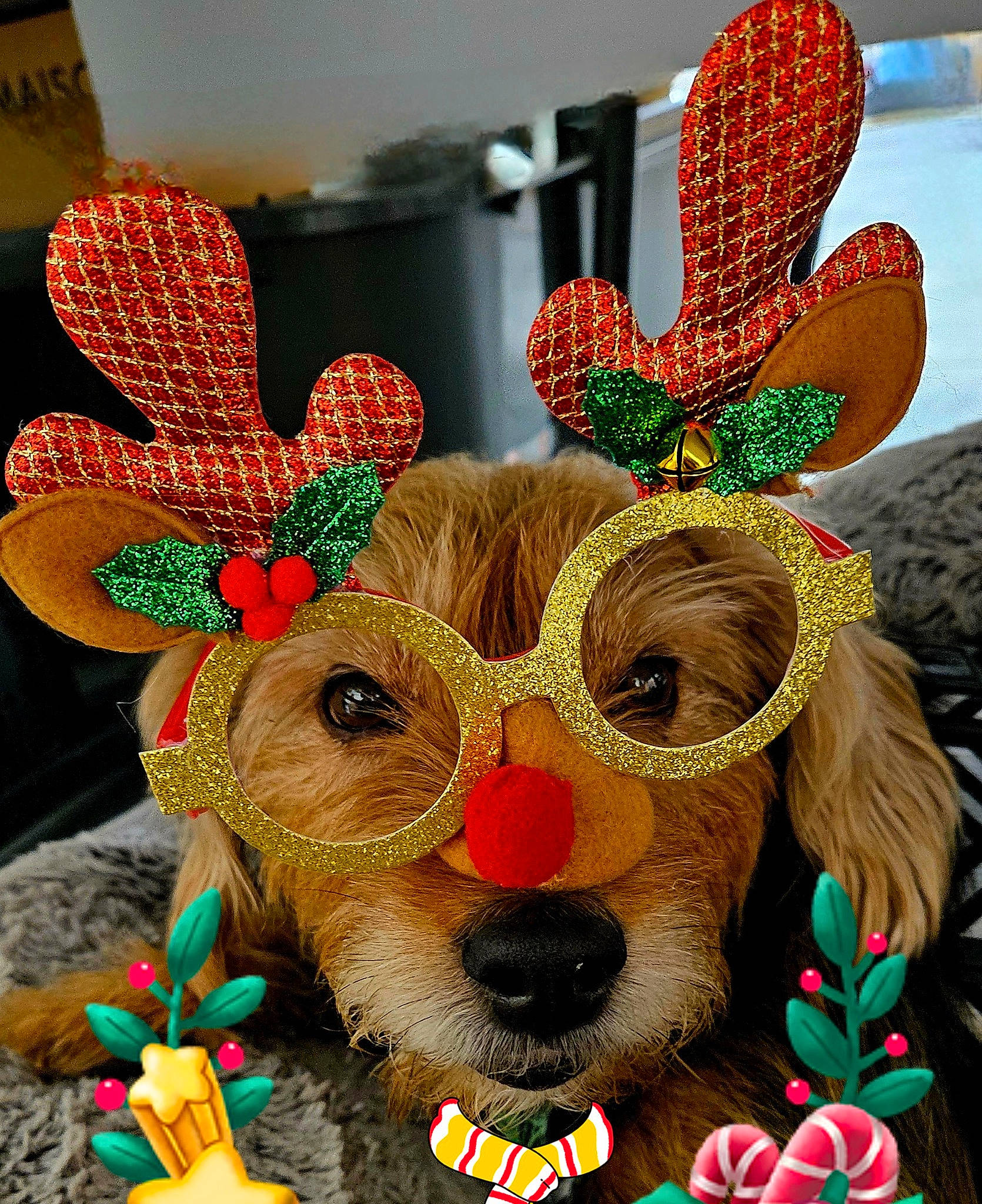 Loulou participe au concours pour gagner de l'argent avec cette photo : costume_hat, easter_bunny, event, fashion_accessory, fawn, festival, font, fur, grass, happy, hat, headgear, holiday, mammal, mask, natural_material, public_event, sweetness, tradition, vertebrate