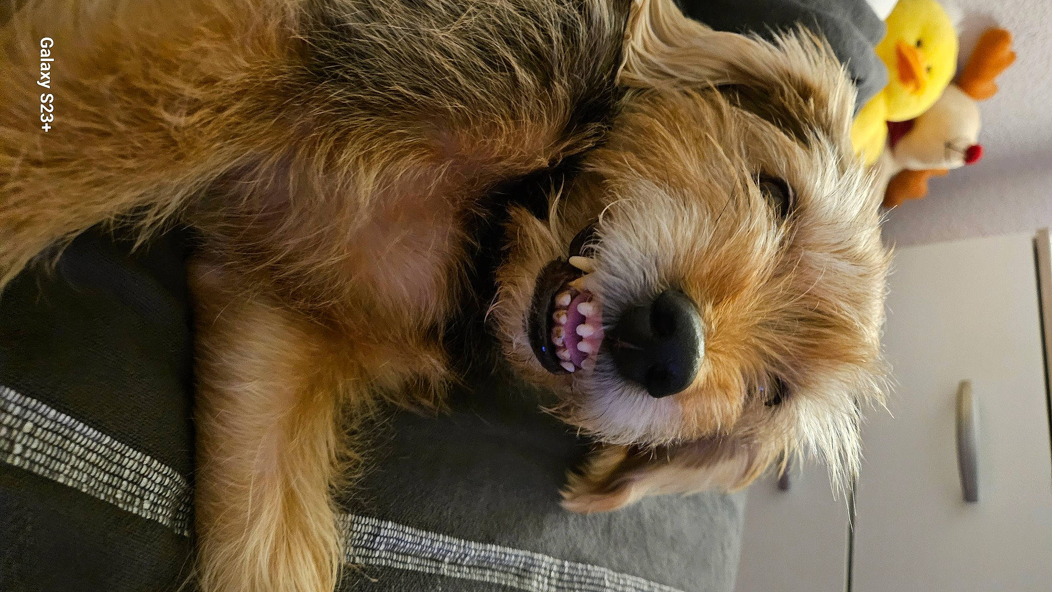 Loulou a rejoint le concours — aidez-le/la à gagner de superbes lots ! airedale_terrier, ancient_dog_breeds, australian_terrier, canidae, carnivore, companion_dog, dog, dog_breed, flooring, fur, paw, small_terrier, snout, sporting_group, street_dog, terrestrial_animal, terrier, toy_dog, working_animal, yorkshire_terrier