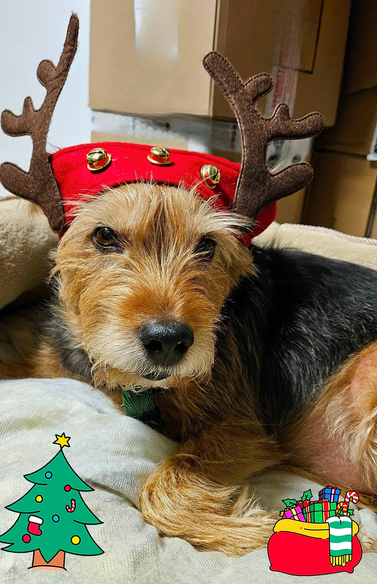 Loulou a rejoint le concours — aidez-le/la à gagner de superbes lots ! canidae, carnivore, christmas, christmas_tree, companion_dog, costume_hat, dog, dog_breed, dog_supply, event, fawn, fur, holiday, interior_design, natural_material, party_hat, picture_frame, snout, sporting_group, working_animal