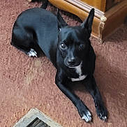 Kash joined the competition — help win amazing prizes! dog, black_dog, white_markings, carpet, floor_vent, wooden_furniture, pet, indoor, small_dog, animal, curious, ears_up, lying_down, looking_at_camera, paw, domestic_animal, cute, companion, household, resting