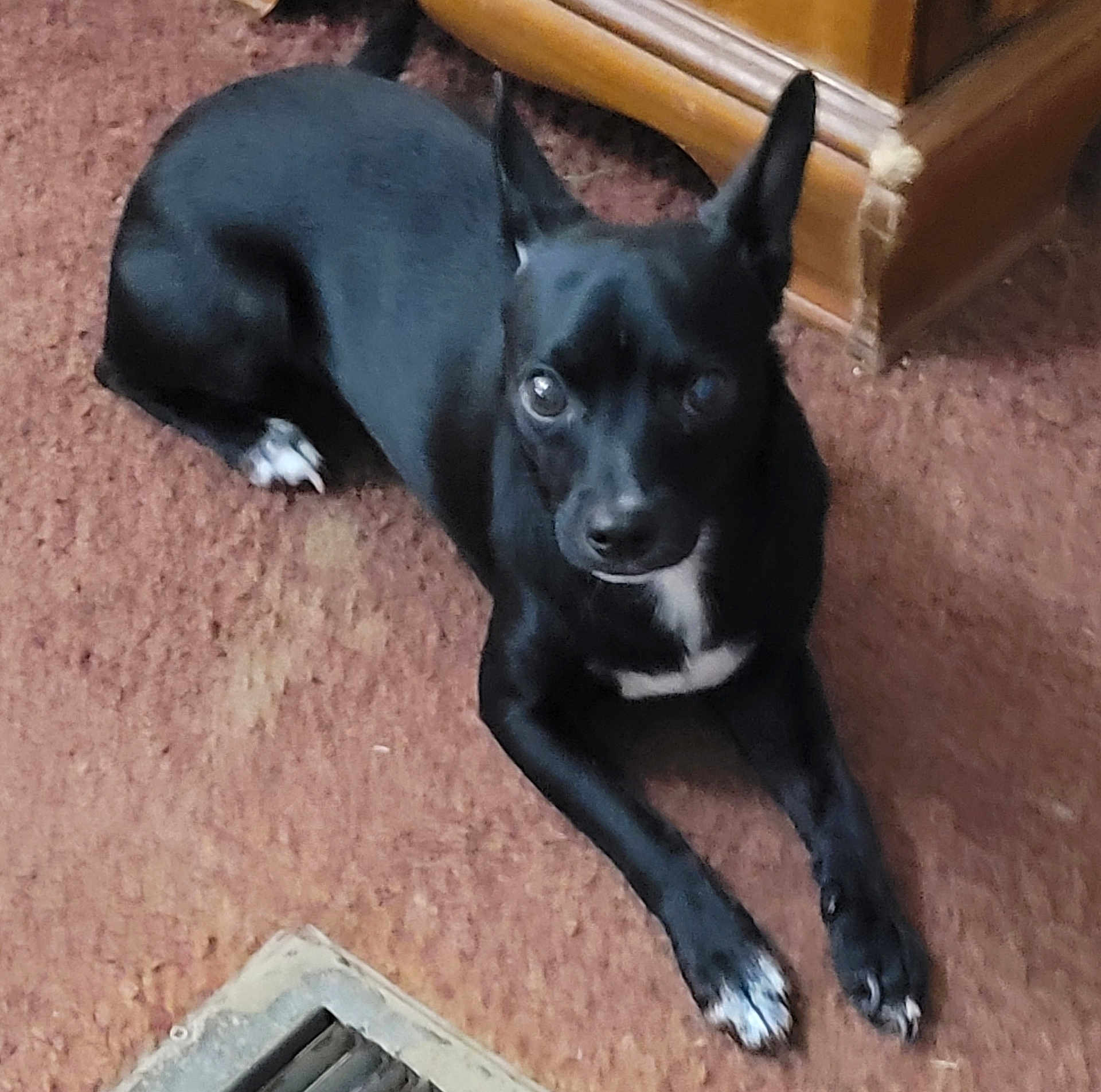 Kash joined the competition — help win amazing prizes! dog, black_dog, white_markings, carpet, floor_vent, wooden_furniture, pet, indoor, small_dog, animal, curious, ears_up, lying_down, looking_at_camera, paw, domestic_animal, cute, companion, household, resting