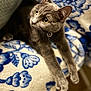 cat, gray_cat, animal, pet, feline, yellow_eyes, relaxing, blanket, blue_and_white, pattern, floral_pattern, cozy, indoor, fur, whiskers, ears, paws, collar, close_up, cute