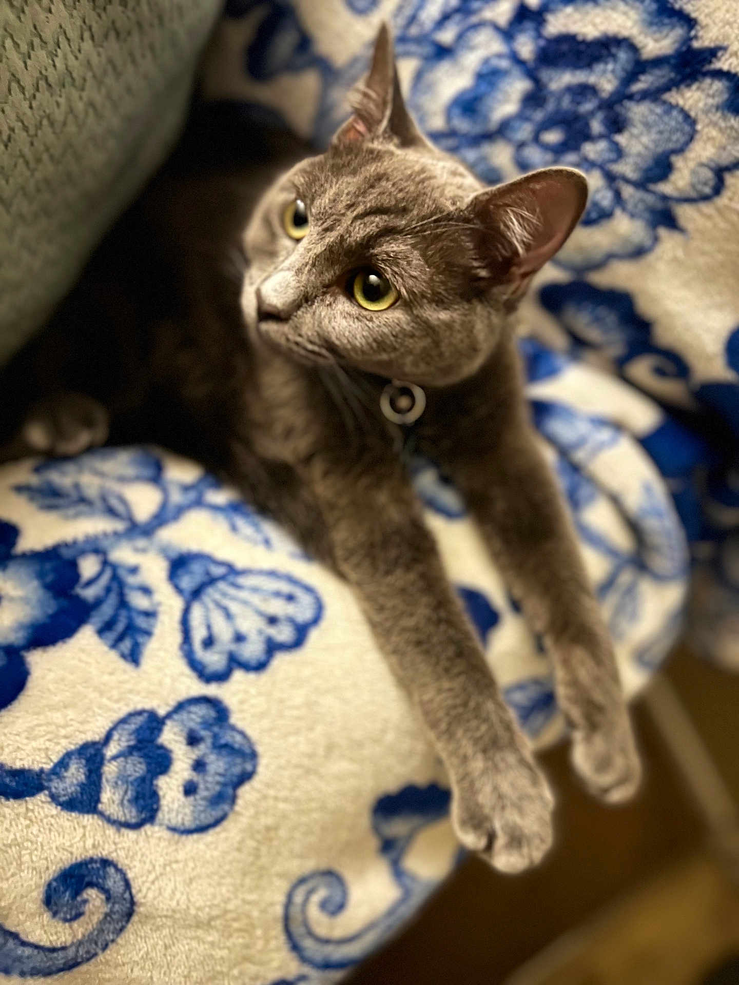 Chubs joined the competition — help win amazing prizes! cat, gray_cat, animal, pet, feline, yellow_eyes, relaxing, blanket, blue_and_white, pattern, floral_pattern, cozy, indoor, fur, whiskers, ears, paws, collar, close_up, cute