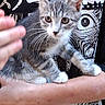 kitten, cat, gray_and_white, person, arm, hand, graphic_tshirt, japanese_characters, eyes_graphic, pet, young_cat, feline, indoor, closeup, cute, curious, whiskers, paws, holding, blurred_hand