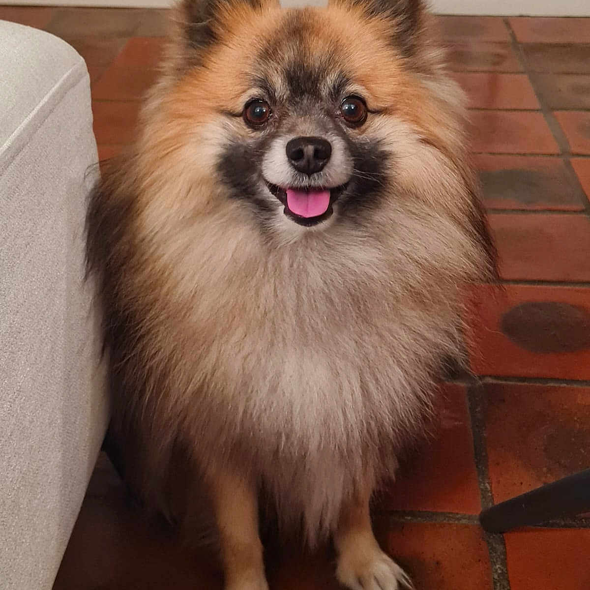 Nihno a rejoint le concours — aidez-le/la à gagner de superbes lots ! animal, canine, companion, cute, dog, domestic_animal, floor, fluffy, friendly, fur, happy, indoor, pet, pet_portrait, pomeranian, portrait, sitting, small_dog, tile_floor, tongue_out