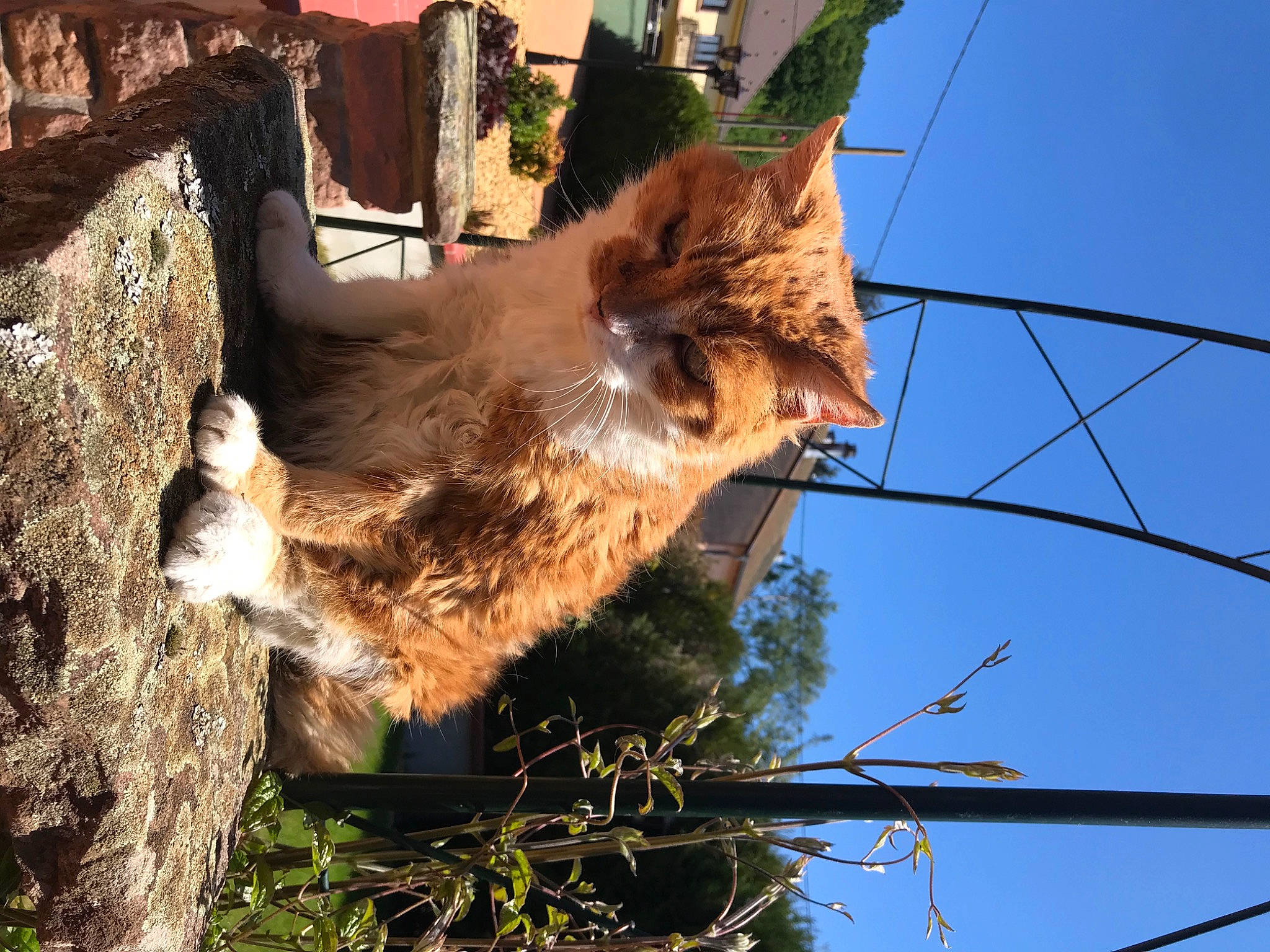 Minou a rejoint le concours — aidez-le/la à gagner de superbes lots ! branch, canidae, carnivore, cat, fawn, felidae, fur, organism, plant, small_to_medium_sized_cats, snout, tree, whiskers, wildlife