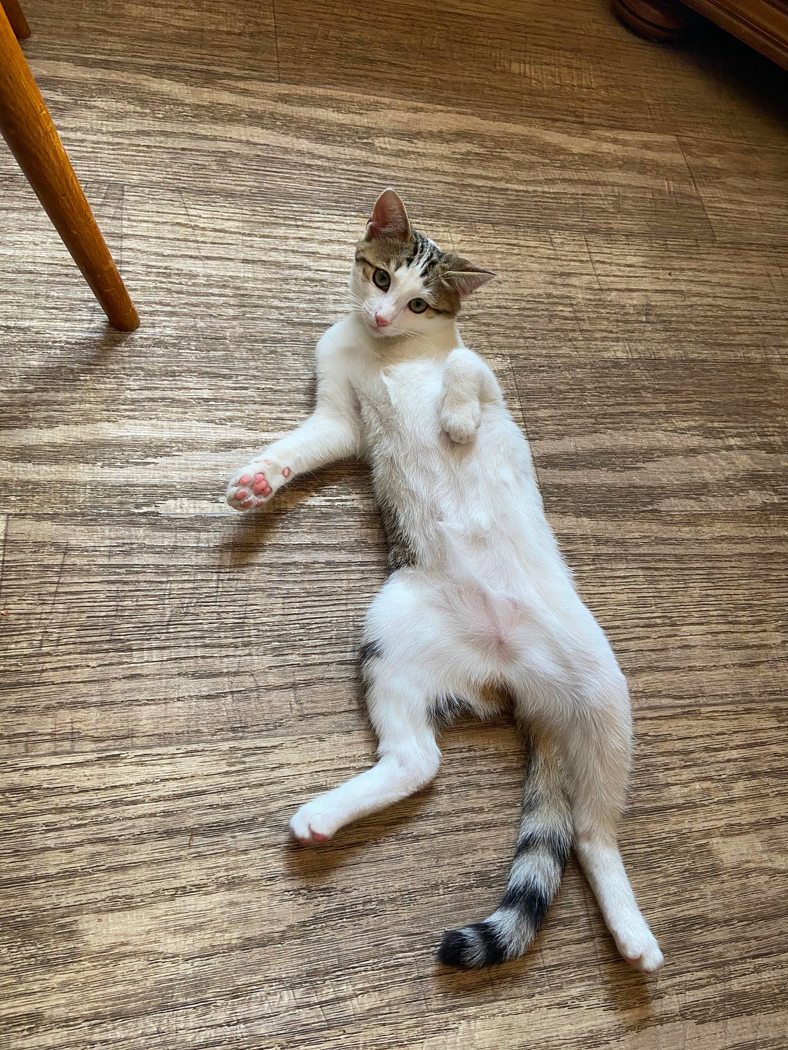 Mitzi a rejoint le concours — aidez-le/la à gagner de superbes lots ! aegean_cat, carnivore, cat, claw, fawn, felidae, floor, flooring, fur, kitten, leg, paw, play, polydactyl_cat, small_to_medium_sized_cats, tail, whiskers