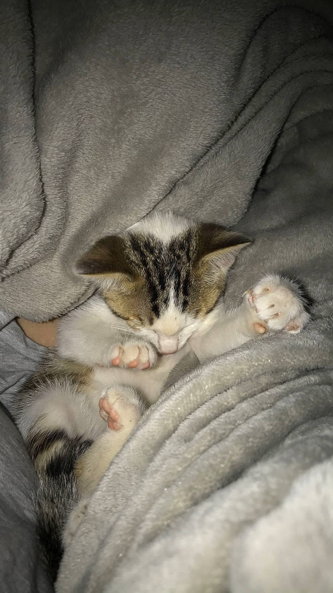 Mitzi participe au concours pour gagner de l'argent avec cette photo : aegean_cat, american_shorthair, american_wirehair, asian, carnivore, cat, claw, domestic_short_haired_cat, european_shorthair, felidae, fur, kitten, mammal, nap, paw, polydactyl_cat, sleep, small_to_medium_sized_cats, tabby_cat, whiskers