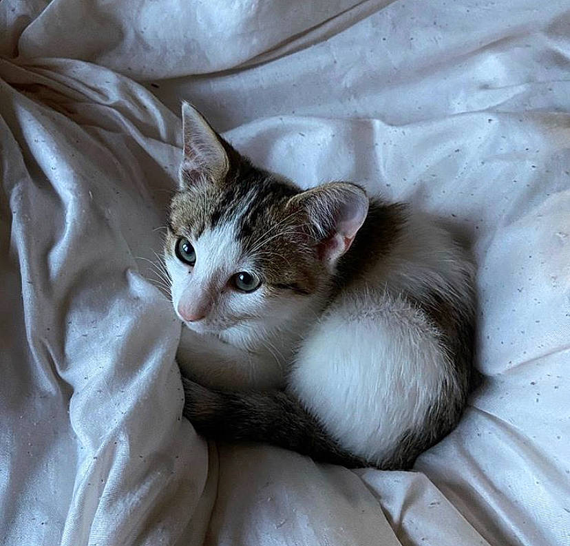 Mitzi a rejoint le concours — aidez-le/la à gagner de superbes lots ! aegean_cat, american_wirehair, asian, australian_mist, burmilla, carnivore, cat, domestic_short_haired_cat, european_shorthair, felidae, kitten, mammal, ojos_azules, singapura, small_to_medium_sized_cats, whiskers