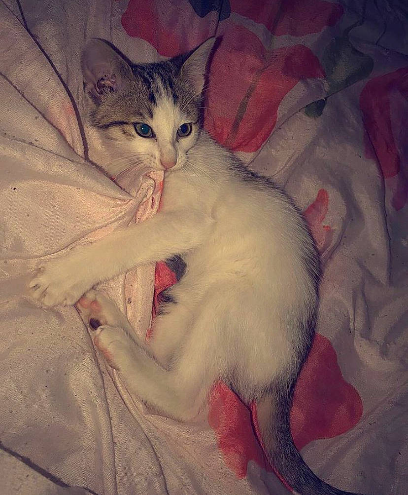 Mitzi a rejoint le concours — aidez-le/la à gagner de superbes lots ! aegean_cat, arabian_mau, asian, burmilla, carnivore, cat, colorpoint_shorthair, domestic_short_haired_cat, eye, felidae, javanese, khao_manee, kitten, ojos_azules, oriental_longhair, small_to_medium_sized_cats, tail, turkish_angora, turkish_van, whiskers