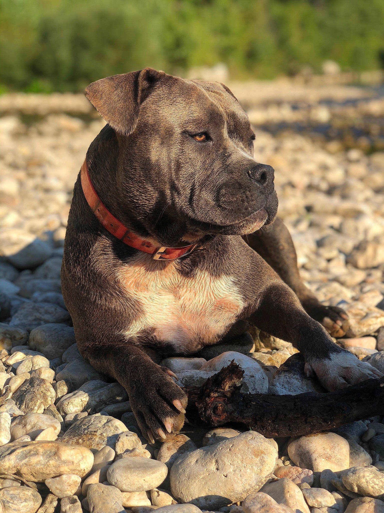 Perle participe au concours pour gagner de l'argent avec cette photo : alaunt, american_pit_bull_terrier, bandog, cane_corso, canidae, carnivore, catahoula_bulldog, cimarron_uruguayo, dog, dog_breed, dogo_sardesco, fawn, mammal, molosser, non_sporting_group, perro_de_presa_canario, perro_de_presa_mallorquin, snout, sporting_group, vertebrate