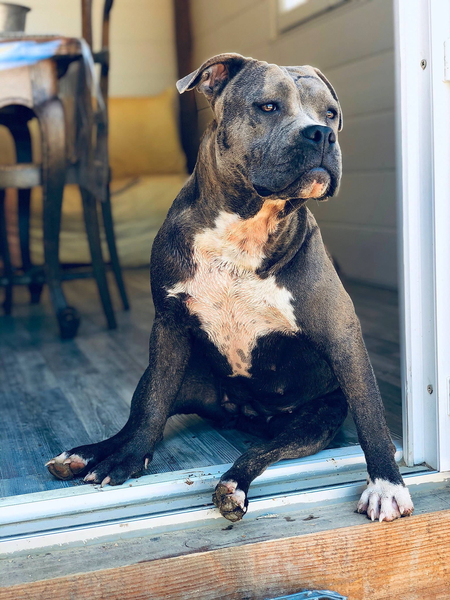 Perle a rejoint le concours — aidez-le/la à gagner de superbes lots ! alaunt, american_bulldog, american_pit_bull_terrier, american_staffordshire_terrier, bully_kutta, canidae, carnivore, cordoba_fighting_dog, dog, dog_breed, fawn, mammal, molosser, non_sporting_group, olde_english_bulldogge, perro_de_presa_canario, pit_bull, rare_breed_dog, snout, vertebrate