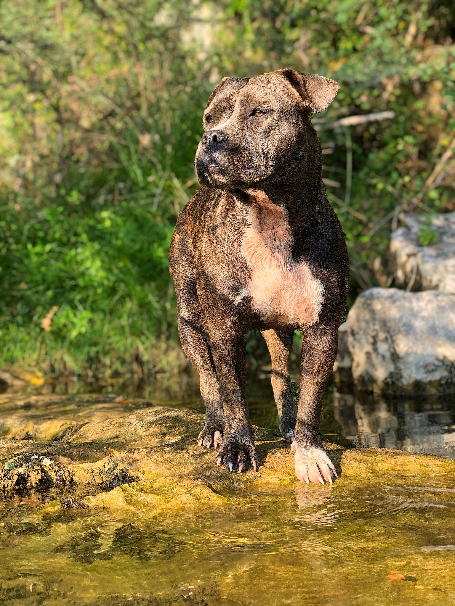 Perle a rejoint le concours — aidez-le/la à gagner de superbes lots ! alano_espanol, alaunt, american_staffordshire_terrier, bandog, boerboel, cane_corso, canidae, carnivore, cimarron_uruguayo, cordoba_fighting_dog, dog, dog_breed, dogo_sardesco, guard_dog, mammal, molosser, non_sporting_group, perro_de_presa_canario, perro_de_presa_mallorquin, vertebrate