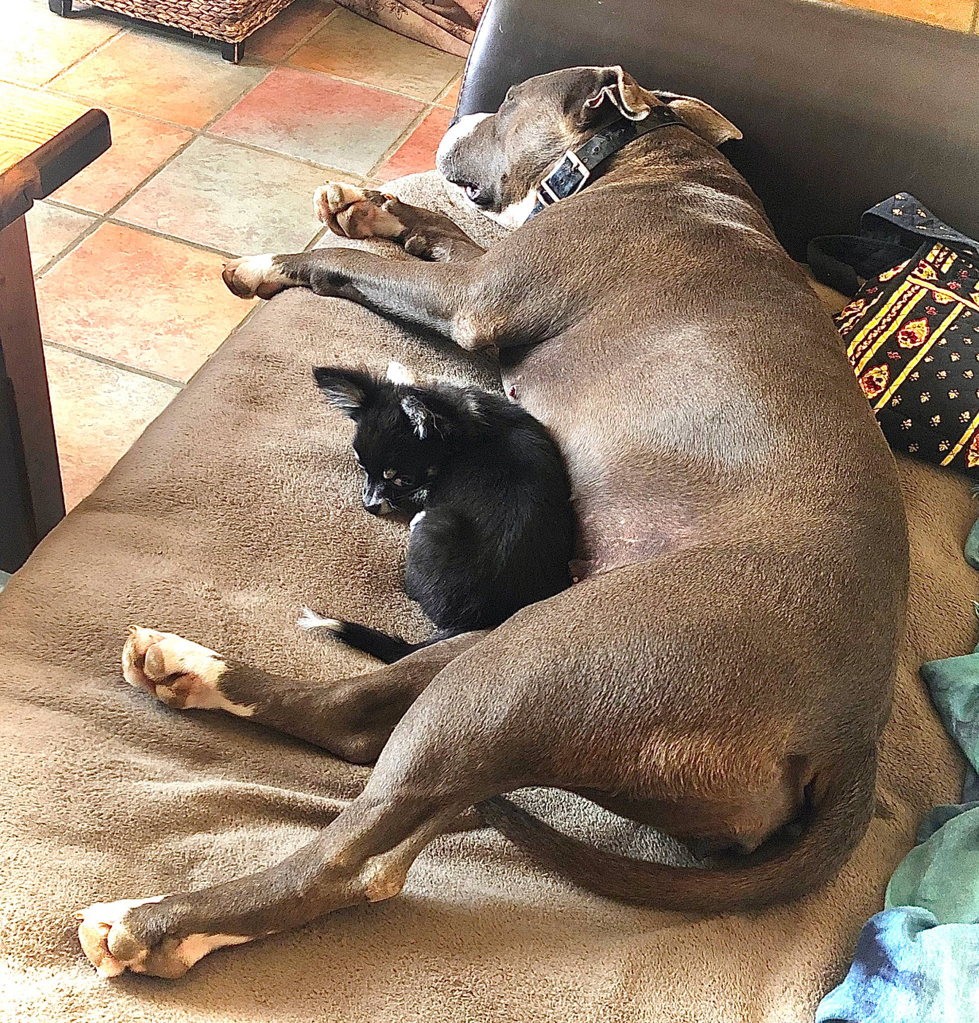 Naya participe au concours pour gagner de l'argent avec cette photo : canidae, carnivore, dog, dog_breed, fawn, italian_greyhound, non_sporting_group, snout, sporting_group, weimaraner