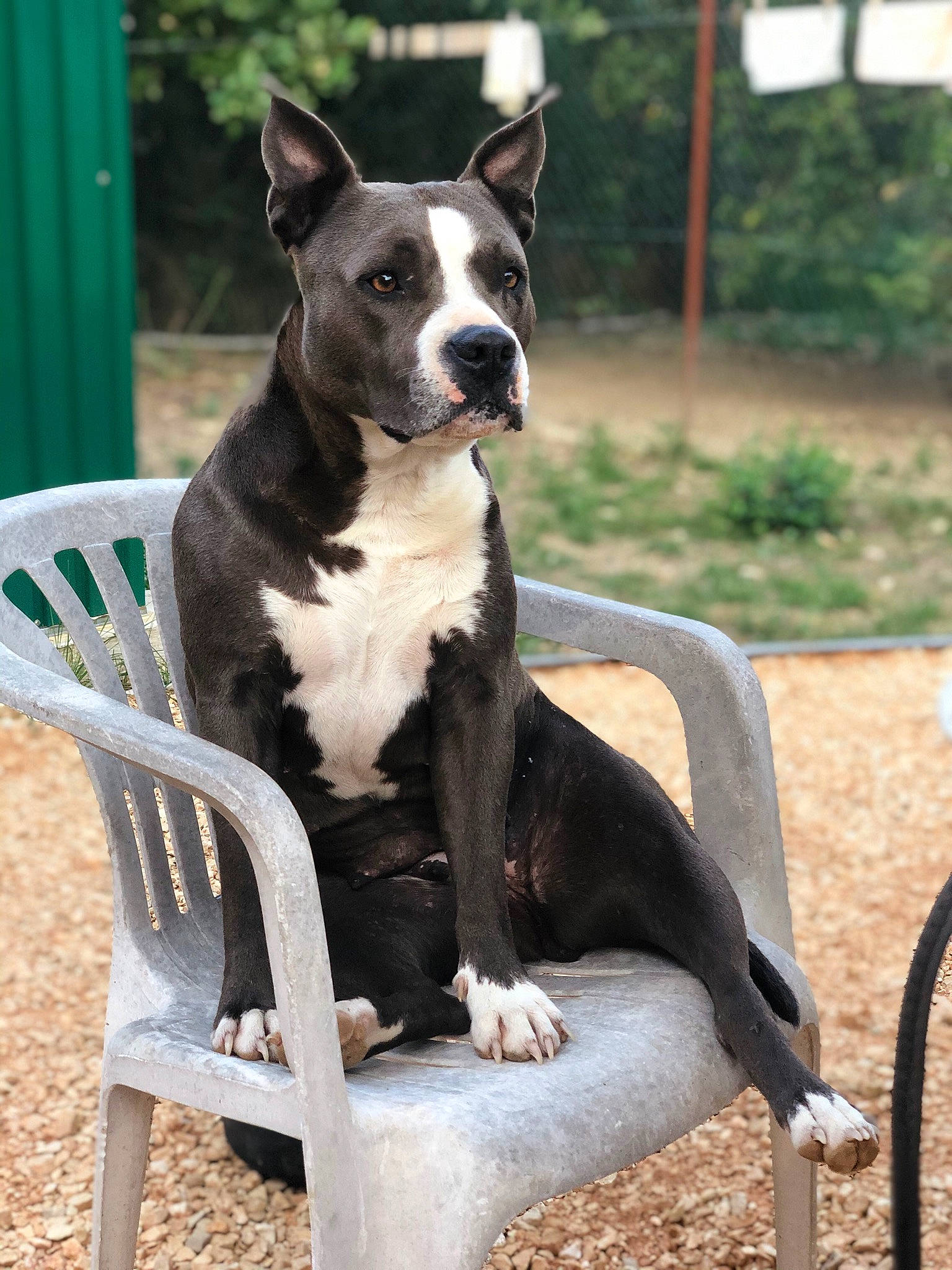 Naya participe au concours pour gagner de l'argent avec cette photo : alaunt, american_pit_bull_terrier, american_staffordshire_terrier, bull_and_terrier, canidae, carnivore, dog, dog_breed, fawn, mammal, non_sporting_group, pit_bull, sitting, snout, sporting_group, staffordshire_bull_terrier, tail, terrier, vertebrate