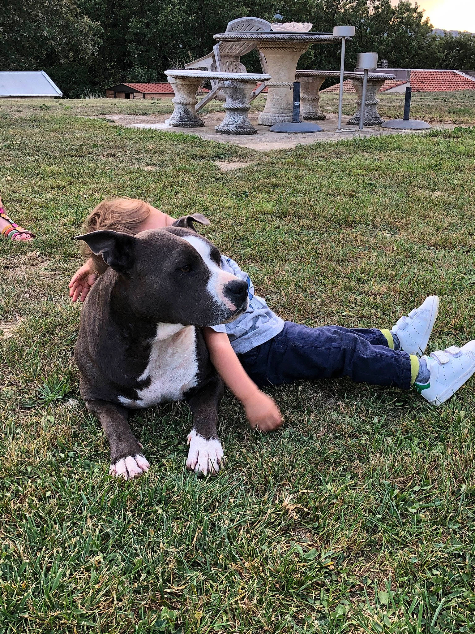 Naya a rejoint le concours — aidez-le/la à gagner de superbes lots ! american_pit_bull_terrier, american_staffordshire_terrier, canidae, carnivore, companion_dog, dog, dog_breed, fawn, grass, lawn, mammal, non_sporting_group, pit_bull, plant, snout, sporting_group, vertebrate