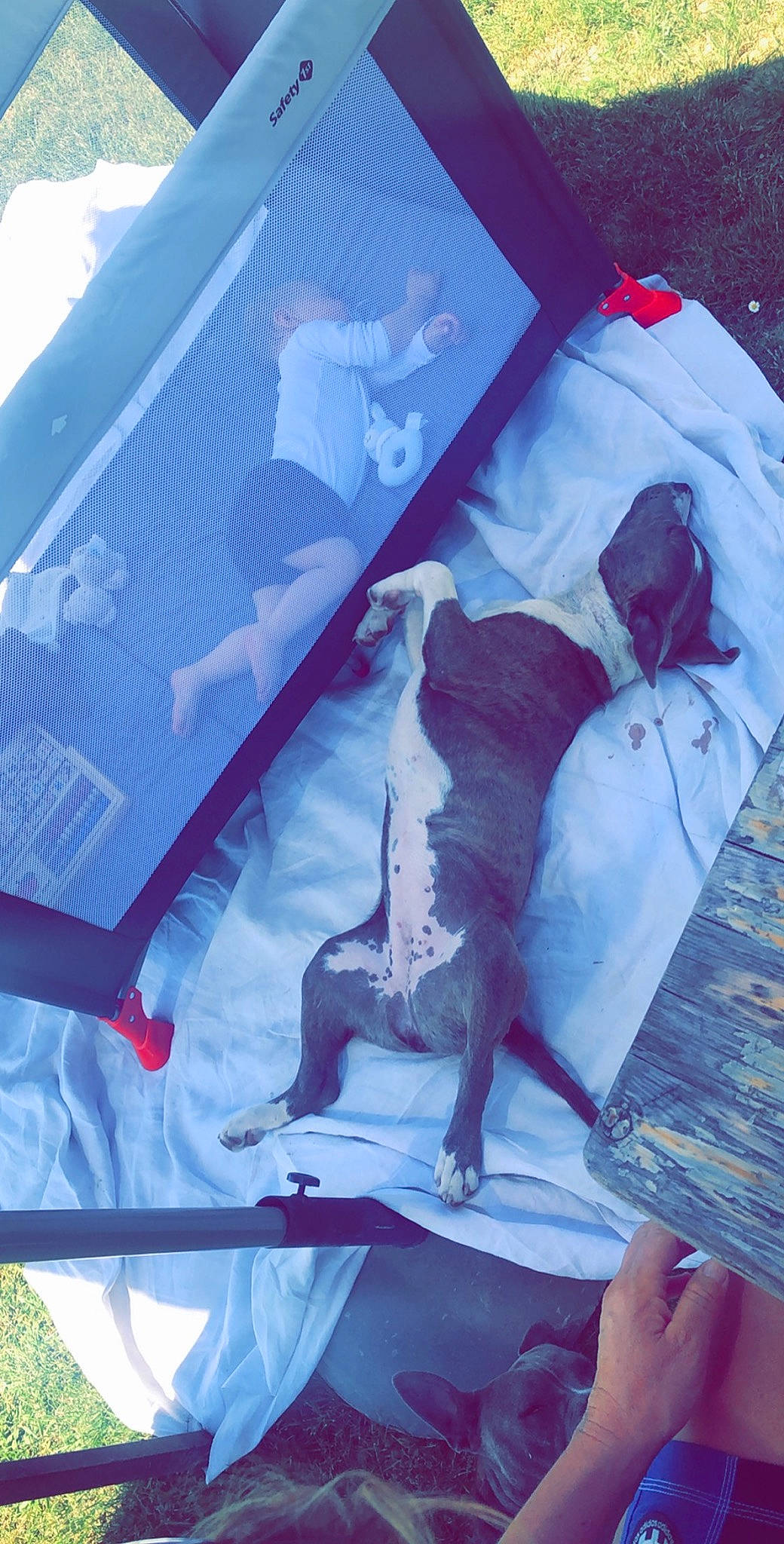 Piwi a rejoint le concours — aidez-le/la à gagner de superbes lots ! boston_terrier, canidae, illustration, magenta, non_sporting_group