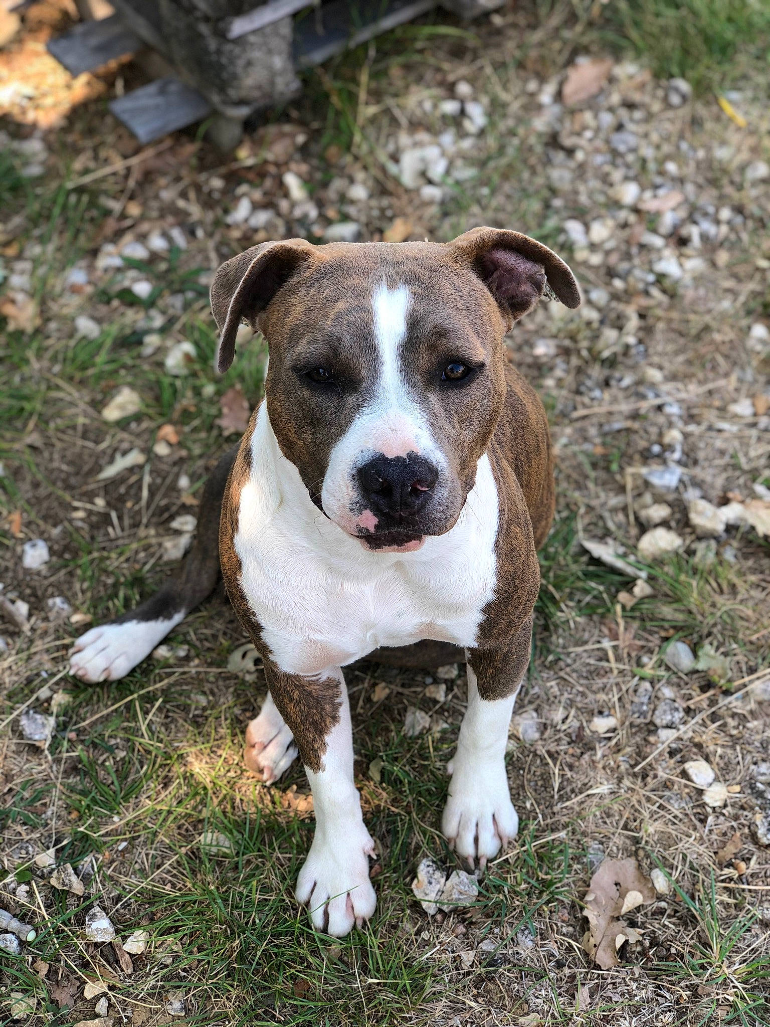Piwi a rejoint le concours — aidez-le/la à gagner de superbes lots ! american_pit_bull_terrier, american_staffordshire_terrier, bull_and_terrier, canidae, carnivore, catahoula_bulldog, dog, dog_breed, fawn, mammal, non_sporting_group, nose, pit_bull, rare_breed_dog, snout, sporting_group, staffordshire_bull_terrier, terrier, vertebrate
