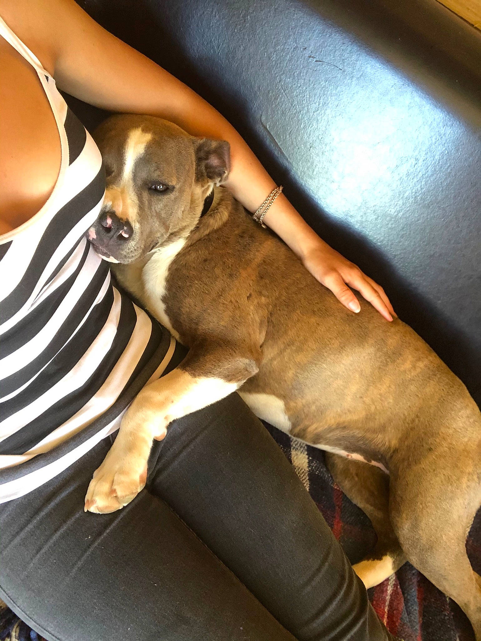 Piwi a rejoint le concours — aidez-le/la à gagner de superbes lots ! canidae, carnivore, dog, dog_breed, fawn, feist, mountain_cur, non_sporting_group