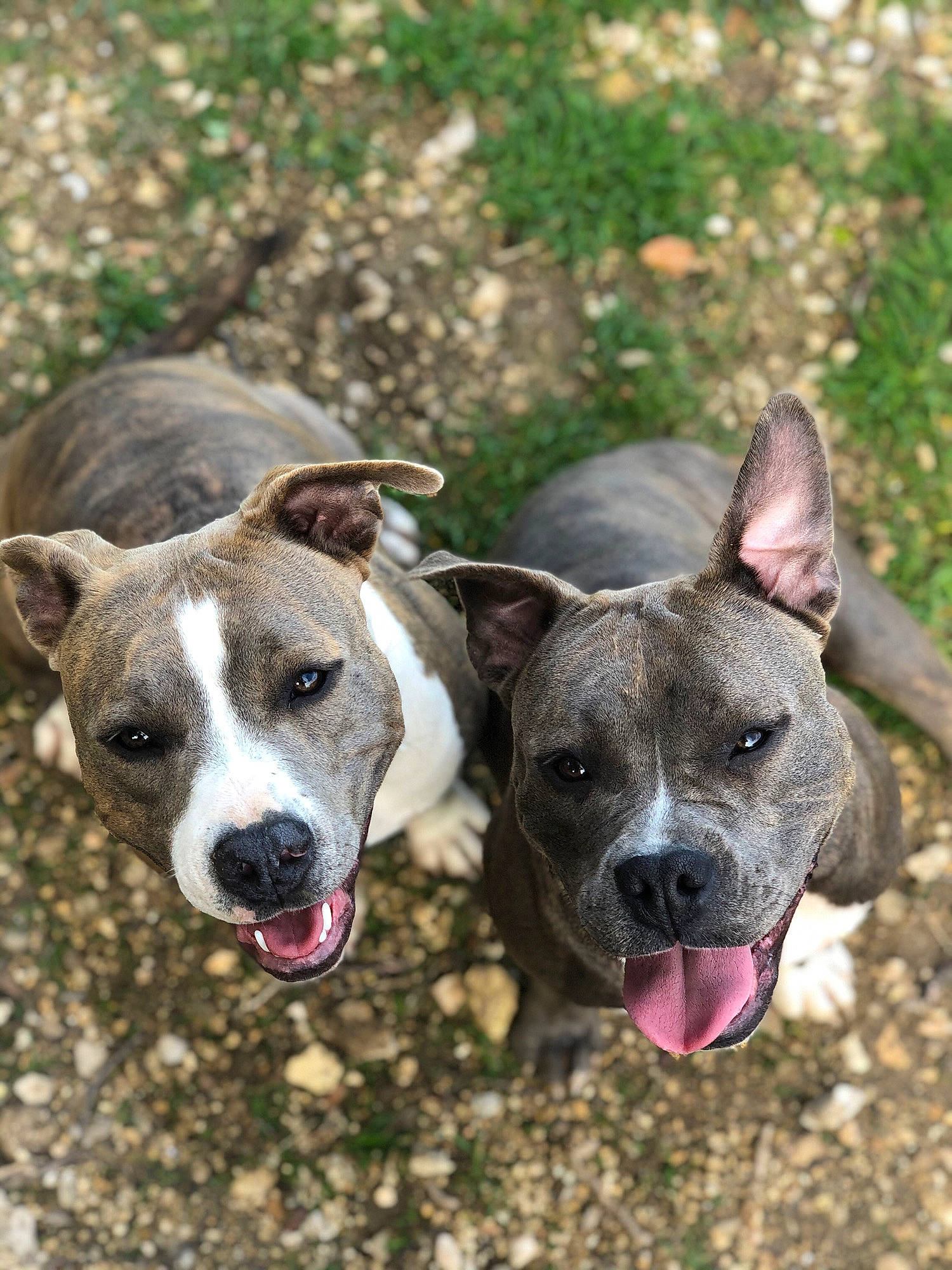 Piwi a rejoint le concours — aidez-le/la à gagner de superbes lots ! alaunt, american_pit_bull_terrier, american_staffordshire_terrier, bull_and_terrier, canidae, carnivore, cordoba_fighting_dog, dog, dog_breed, fawn, mammal, non_sporting_group, pit_bull, rare_breed_dog, snout, sporting_group, staffordshire_bull_terrier, vertebrate