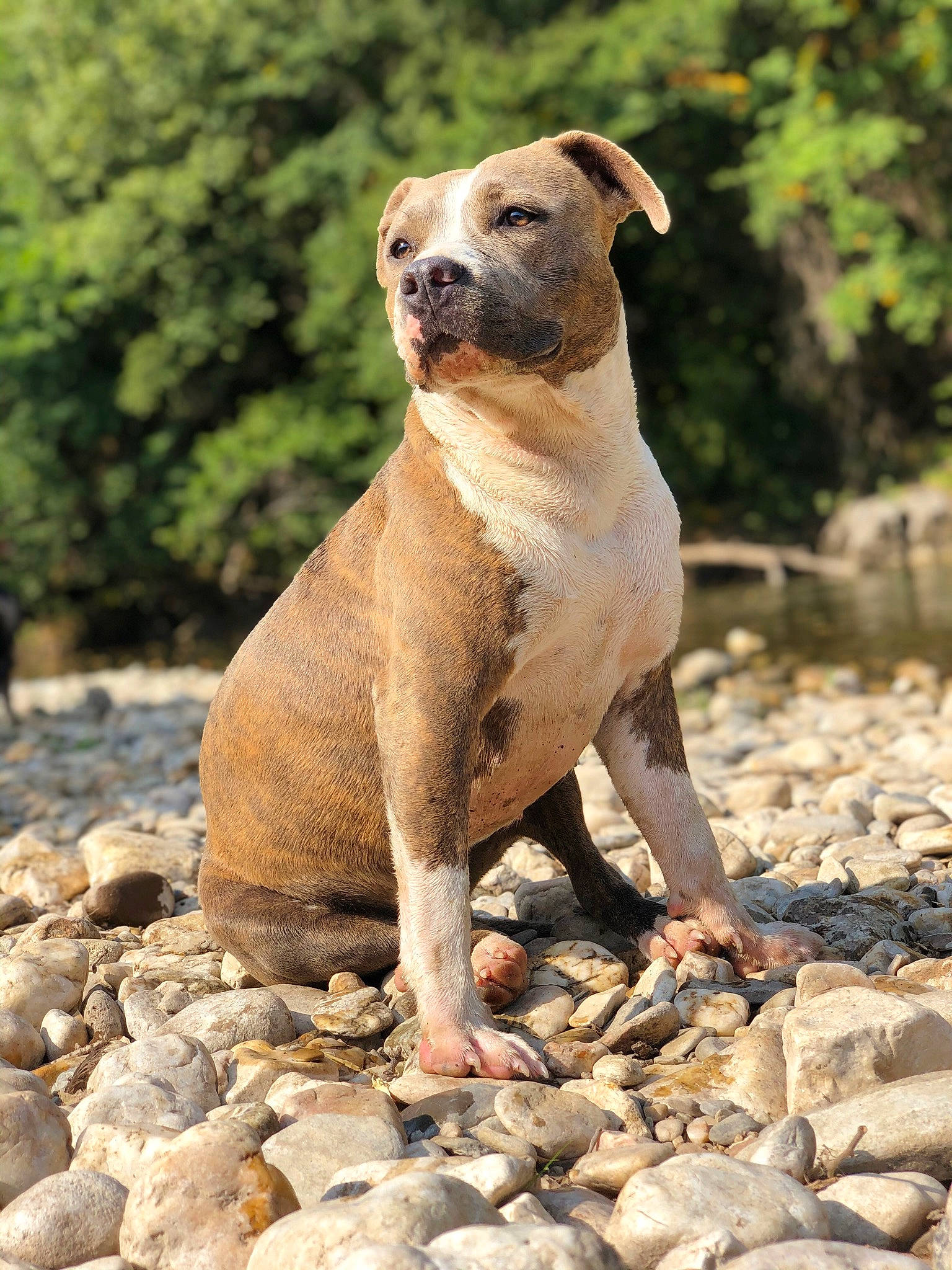 Piwi a rejoint le concours — aidez-le/la à gagner de superbes lots ! american_pit_bull_terrier, american_staffordshire_terrier, ancient_dog_breeds, canidae, carnivore, catahoula_bulldog, dog, dog_breed, fawn, mammal, molosser, non_sporting_group, pit_bull, rare_breed_dog, staffordshire_bull_terrier, vertebrate