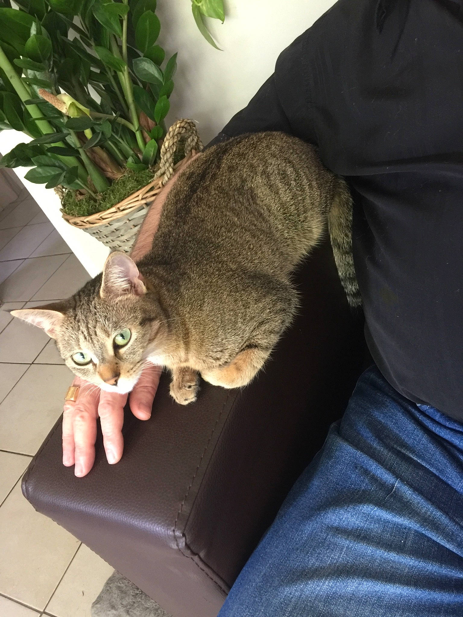 Flora a rejoint le concours — aidez-le/la à gagner de superbes lots ! asian, carnivore, cat, chausie, domestic_short_haired_cat, dragon_li, european_shorthair, felidae, fur, german_rex, leg, pixie_bob, plant, singapura, small_to_medium_sized_cats, tabby_cat, tail, whiskers