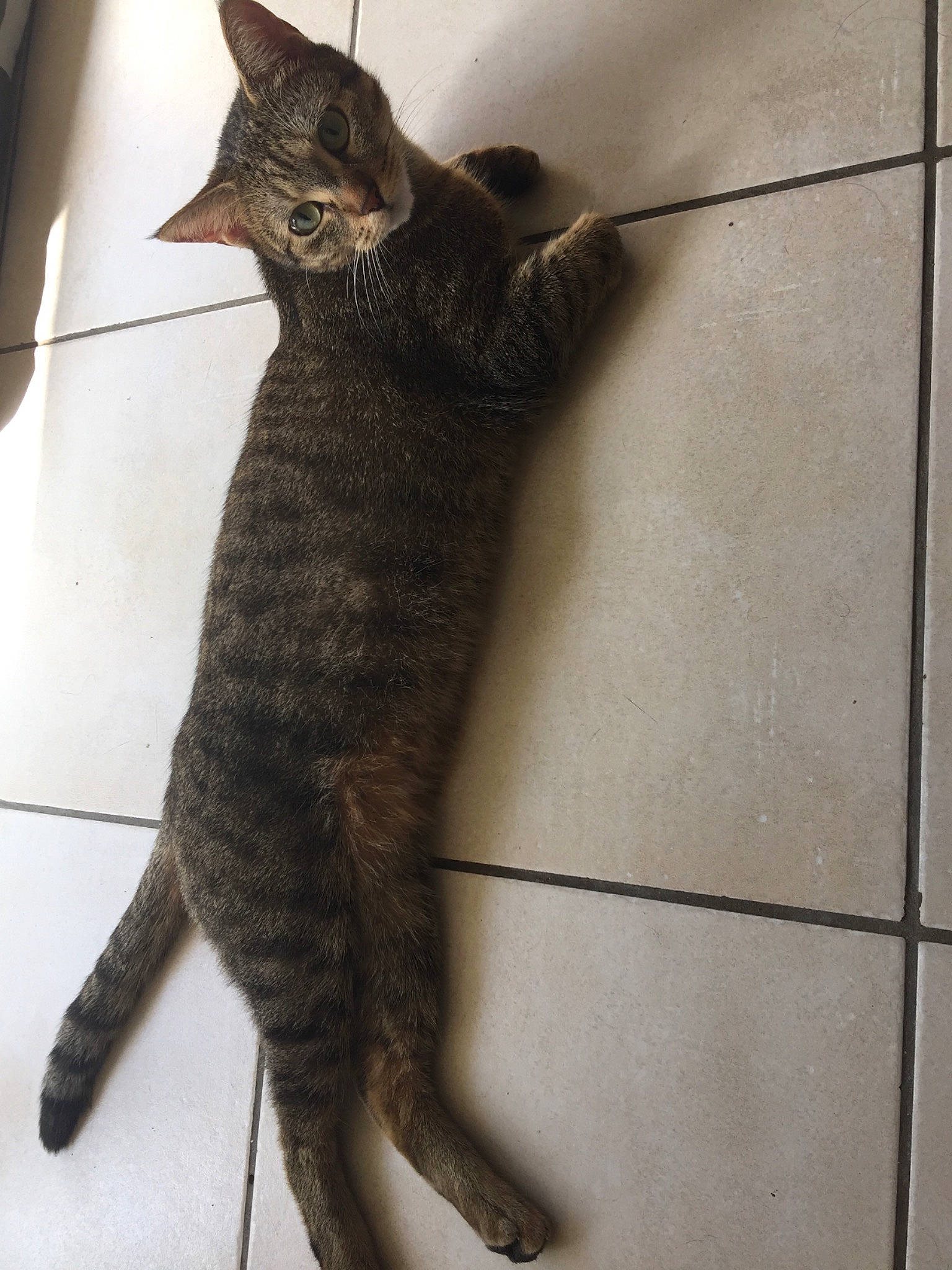 Flora a rejoint le concours — aidez-le/la à gagner de superbes lots ! asian, california_spangled, carnivore, cat, chausie, claw, domestic_short_haired_cat, dragon_li, egyptian_mau, european_shorthair, felidae, german_rex, mammal, ocicat, small_to_medium_sized_cats, tabby_cat, tail, vertebrate, whiskers