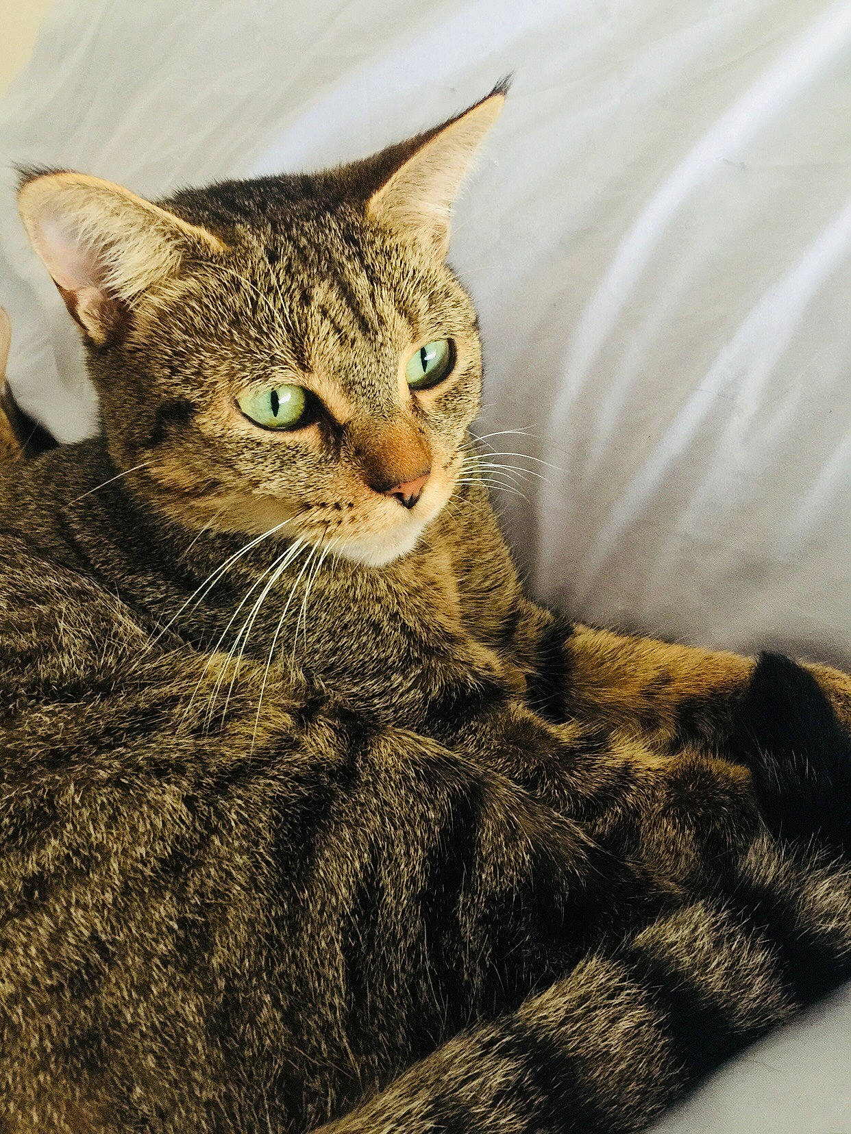 Flora participe au concours pour gagner de l'argent avec cette photo : asian, australian_mist, california_spangled, carnivore, cat, chausie, domestic_short_haired_cat, dragon_li, egyptian_mau, european_shorthair, eye, felidae, fur, mammal, ocicat, pixie_bob, small_to_medium_sized_cats, snout, tabby_cat, whiskers