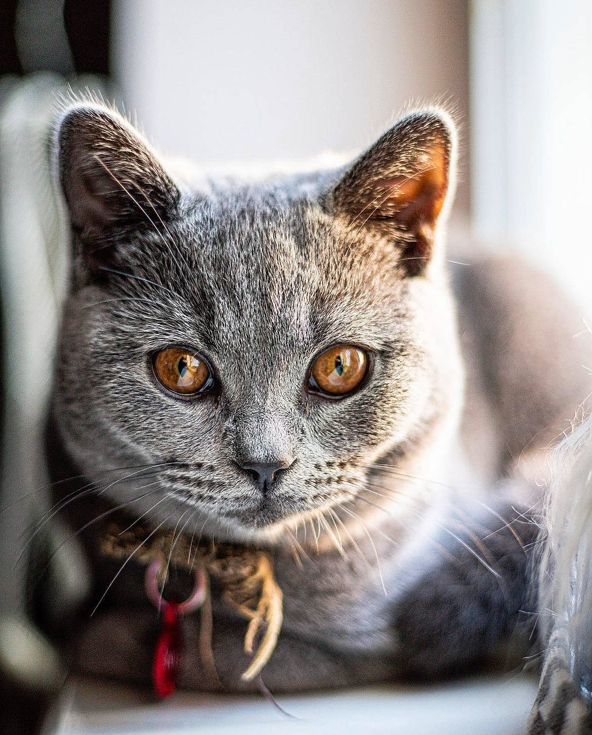 Ollie is registered to the contest to win money with this photo: carnivore, cat, claw, domestic_short_haired_cat, felidae, fur, grey, paw, small_to_medium_sized_cats, snout, terrestrial_animal, whiskers, wildlife, window