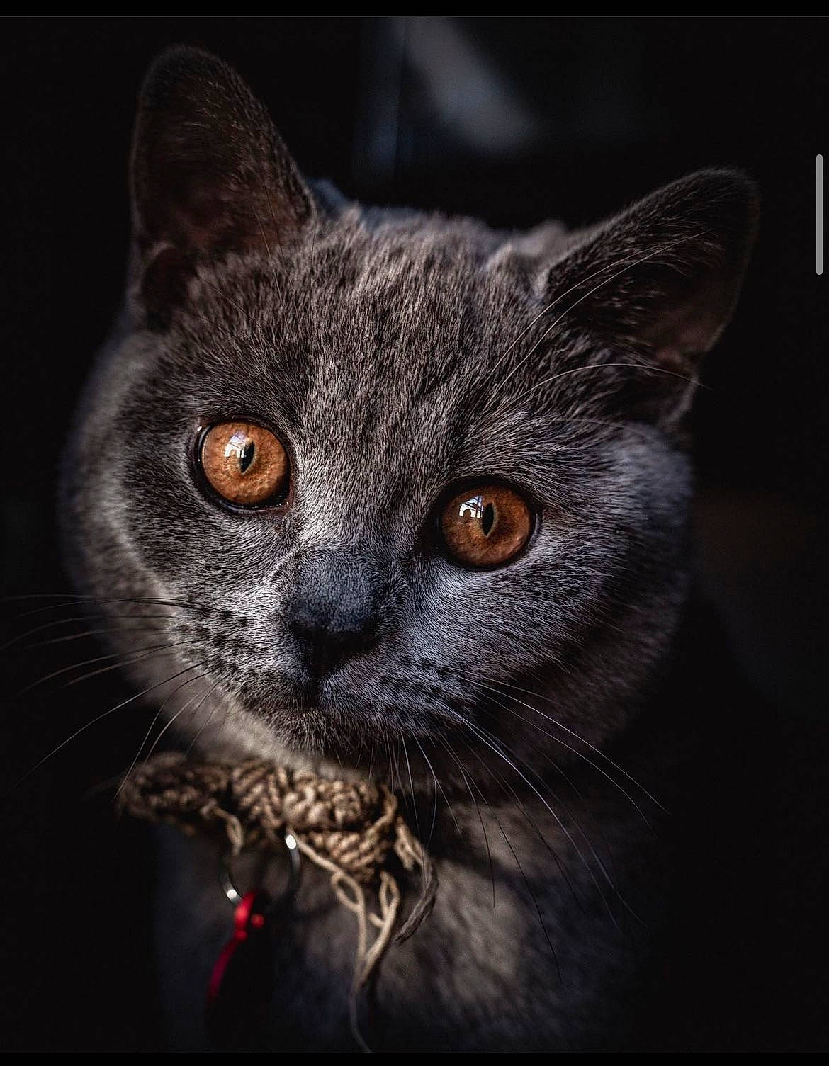 Ollie is registered to the contest to win money with this photo: carnivore, cat, darkness, domestic_short_haired_cat, ear, eye, felidae, fur, iris, small_to_medium_sized_cats, snout, terrestrial_animal, whiskers, wildlife, window