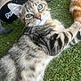 animal, artificial_grass, cat, closeup, cute, domestic_animal, feline, fur, grass, grey_cat, indoor, kitten, lying_down, orange_cat, paw, pet, playful, tabby, whiskers, young_cat