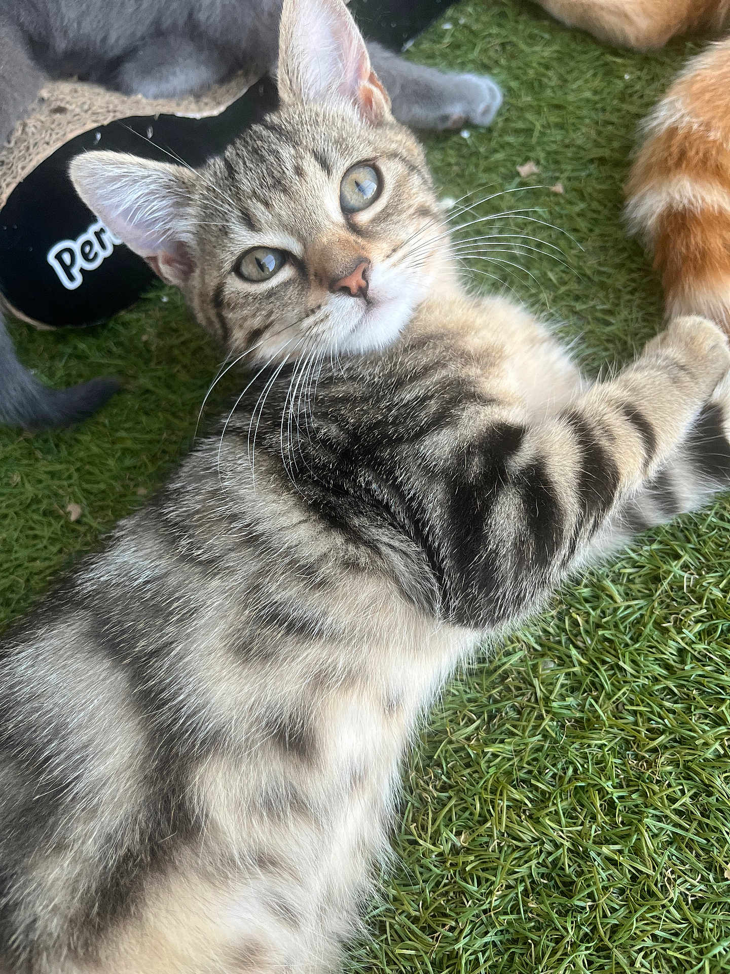 Zelda a rejoint le concours — aidez-le/la à gagner de superbes lots ! animal, artificial_grass, cat, closeup, cute, domestic_animal, feline, fur, grass, grey_cat, indoor, kitten, lying_down, orange_cat, paw, pet, playful, tabby, whiskers, young_cat