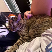 Sage is registered to the contest to win money with this photo: cat, tabby_cat, sleeping, pet, hand, lap, person, indoor, furniture, blanket, sleeve, ring, door, shelf, relaxation, fur, striped, comfort, cozy, rest