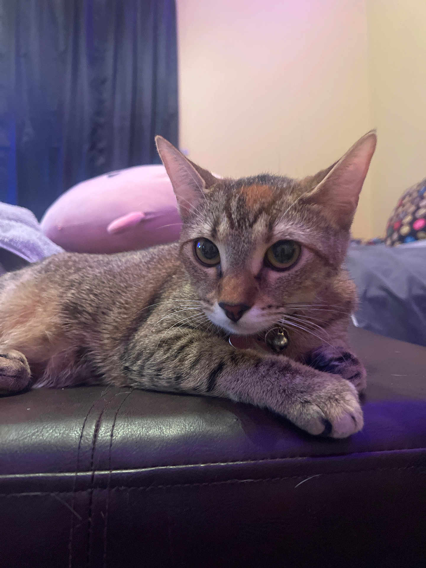 Sage joined the competition — help win amazing prizes! cat, tabby, pet, indoor, feline, animal, fur, whiskers, ears, collar, bell, resting, curious, closeup, leather, couch, plush_toy, furniture, domestic, relaxed
