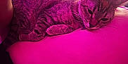 Sage joined the competition — help win amazing prizes! cat, tabby_cat, indoor, bedroom, person, back, resting, relaxing, feline, fur, animal, pet, purple_light, pink_light, blanket, foot, door, furniture, cozy, domestic