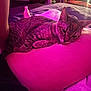 cat, tabby_cat, indoor, bedroom, person, back, resting, relaxing, feline, fur, animal, pet, purple_light, pink_light, blanket, foot, door, furniture, cozy, domestic