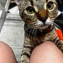 Sage joined the competition — help win amazing prizes! cat, tabby, whiskers, knees, closeup, indoor, curious, pet, animal, feline, striped, fur, eyes, nose, paw, floor, carpet, blurred_background, domestic, companion