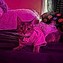 Sage is registered to the contest to win money with this photo: cat, tabby_cat, sweater, skirt, bed, pillow, plush, purple_lighting, pink_lighting, indoor, cozy, pet, animal, cute, feline, resting, fabric, decor, soft, patterned
