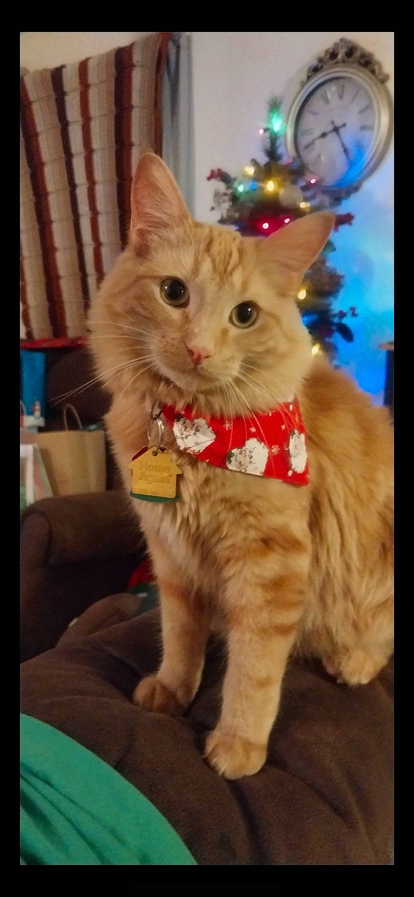 Thumper joined the competition — help win amazing prizes! carnivore, cat, christmas, christmas_eve, conifer, domestic_short_haired_cat, event, fawn, felidae, fir, fur, holiday, ornament, paw, small_to_medium_sized_cats, snout, tail, whiskers