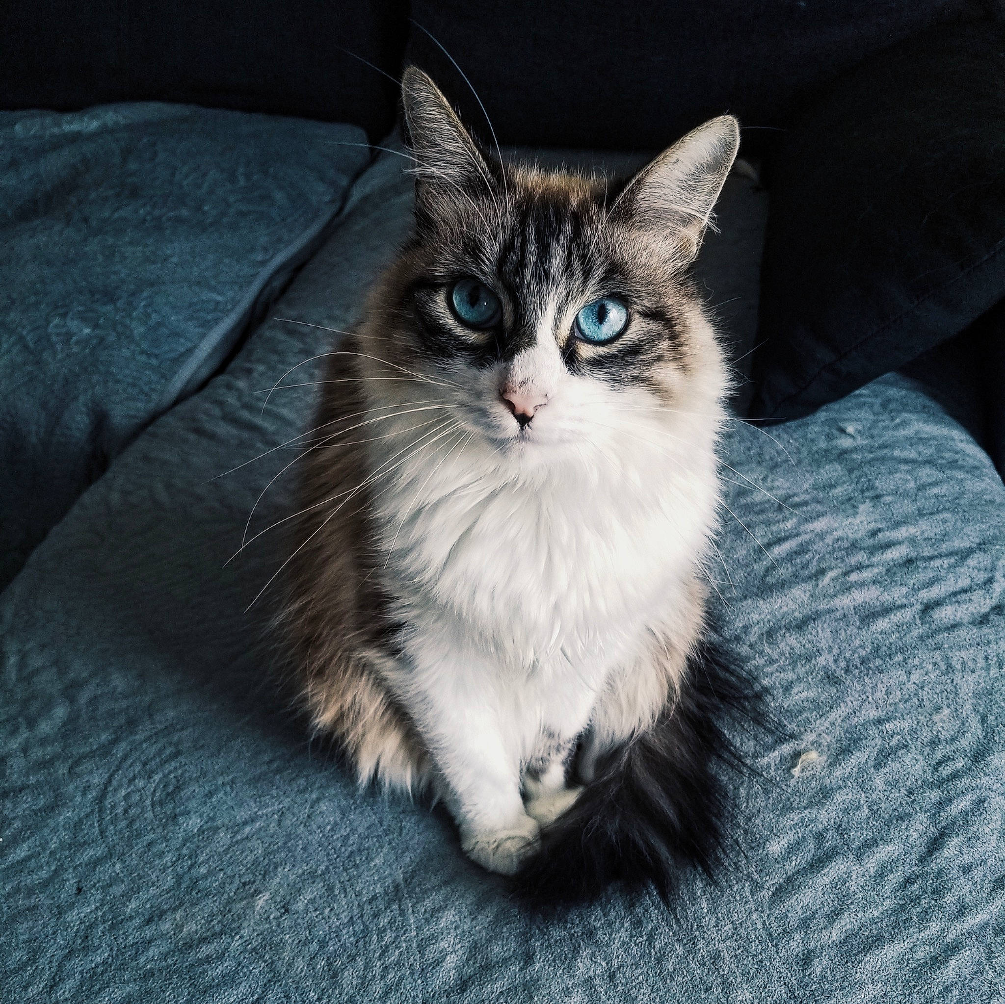 Loki participe au concours pour gagner de l'argent avec cette photo : carnivore, cat, claw, comfort, couch, darkness, domestic_short_haired_cat, electric_blue, felidae, fur, iris, paw, sitting, small_to_medium_sized_cats, snout, tail, terrestrial_animal, whiskers