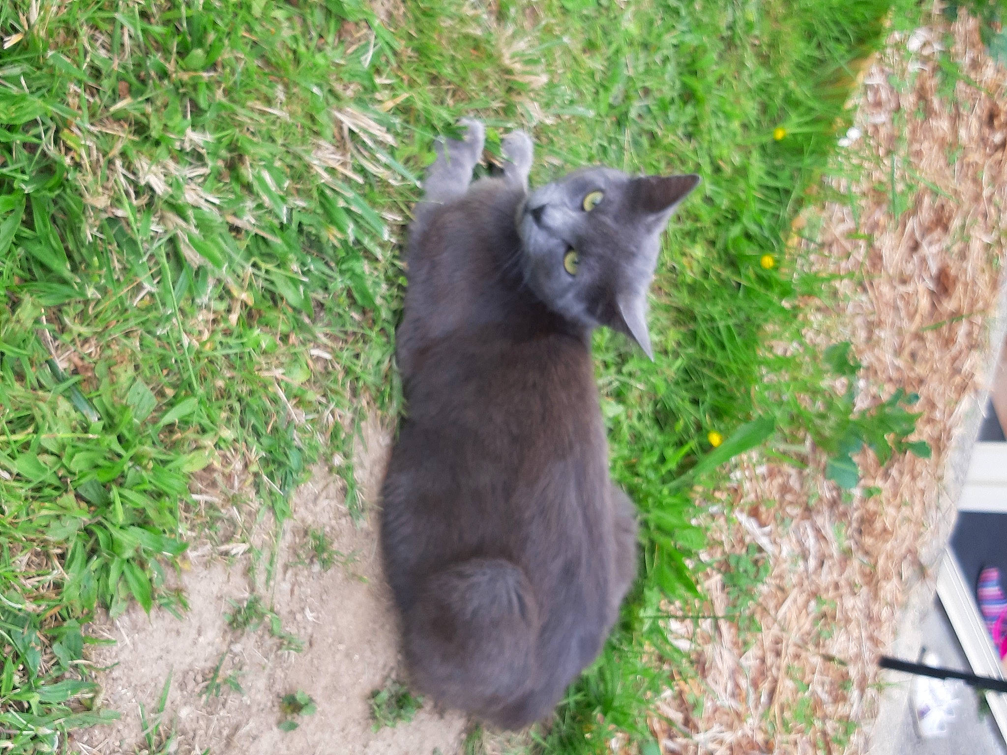 Miaouss a rejoint le concours — aidez-le/la à gagner de superbes lots ! black_cat, bombay, carnivore, cat, dog_breed, domestic_short_haired_cat, felidae, fur, grass, grey, groundcover, plant, small_to_medium_sized_cats, snout, tail, terrestrial_animal, whiskers, wildlife