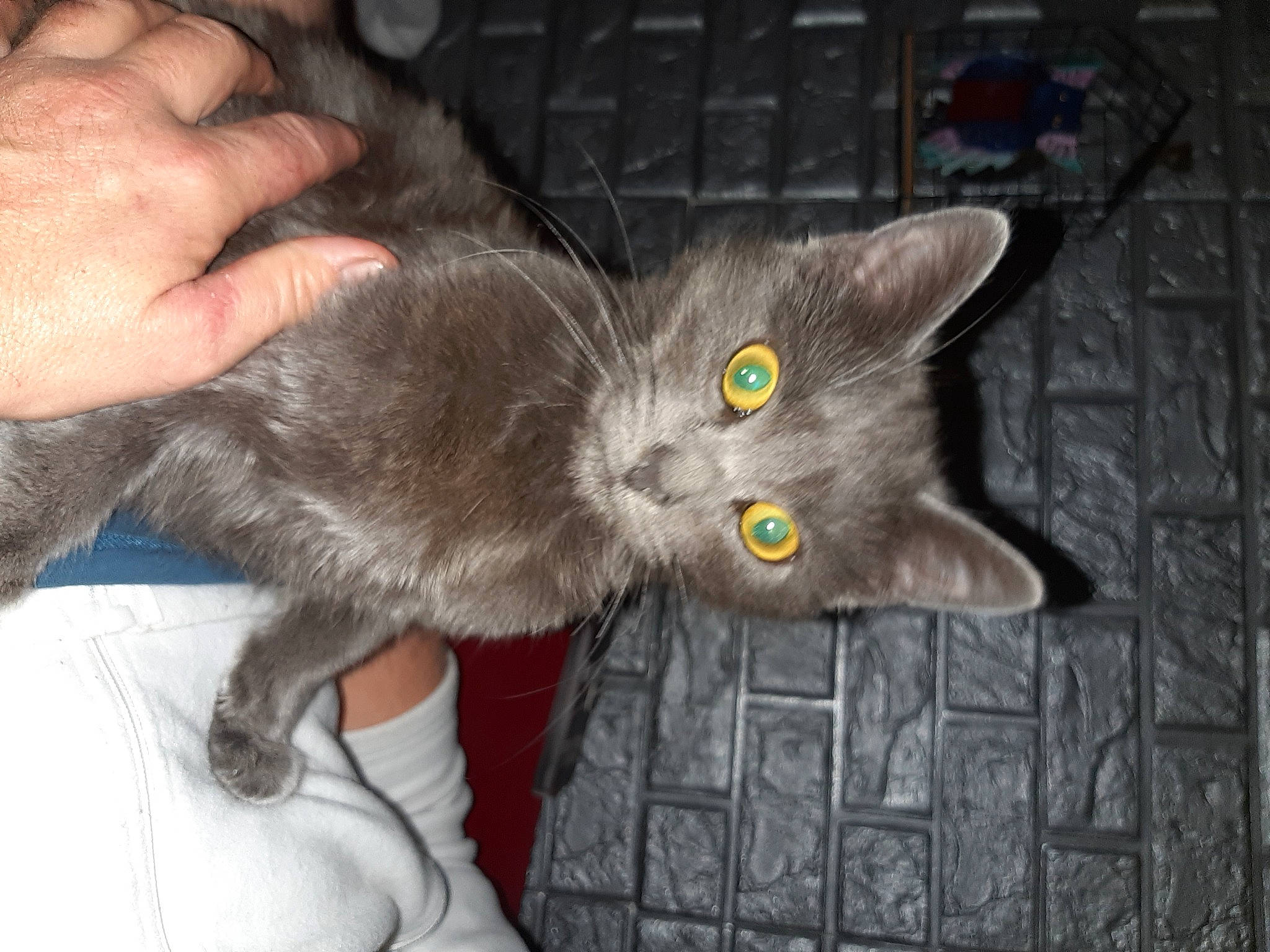 Miaouss a rejoint le concours — aidez-le/la à gagner de superbes lots ! black_cat, carnivore, cat, cat_toy, claw, comfort, domestic_short_haired_cat, ear, felidae, fur, gesture, grey, hand, nail, paw, russian_blue, small_to_medium_sized_cats, snout, tail, whiskers