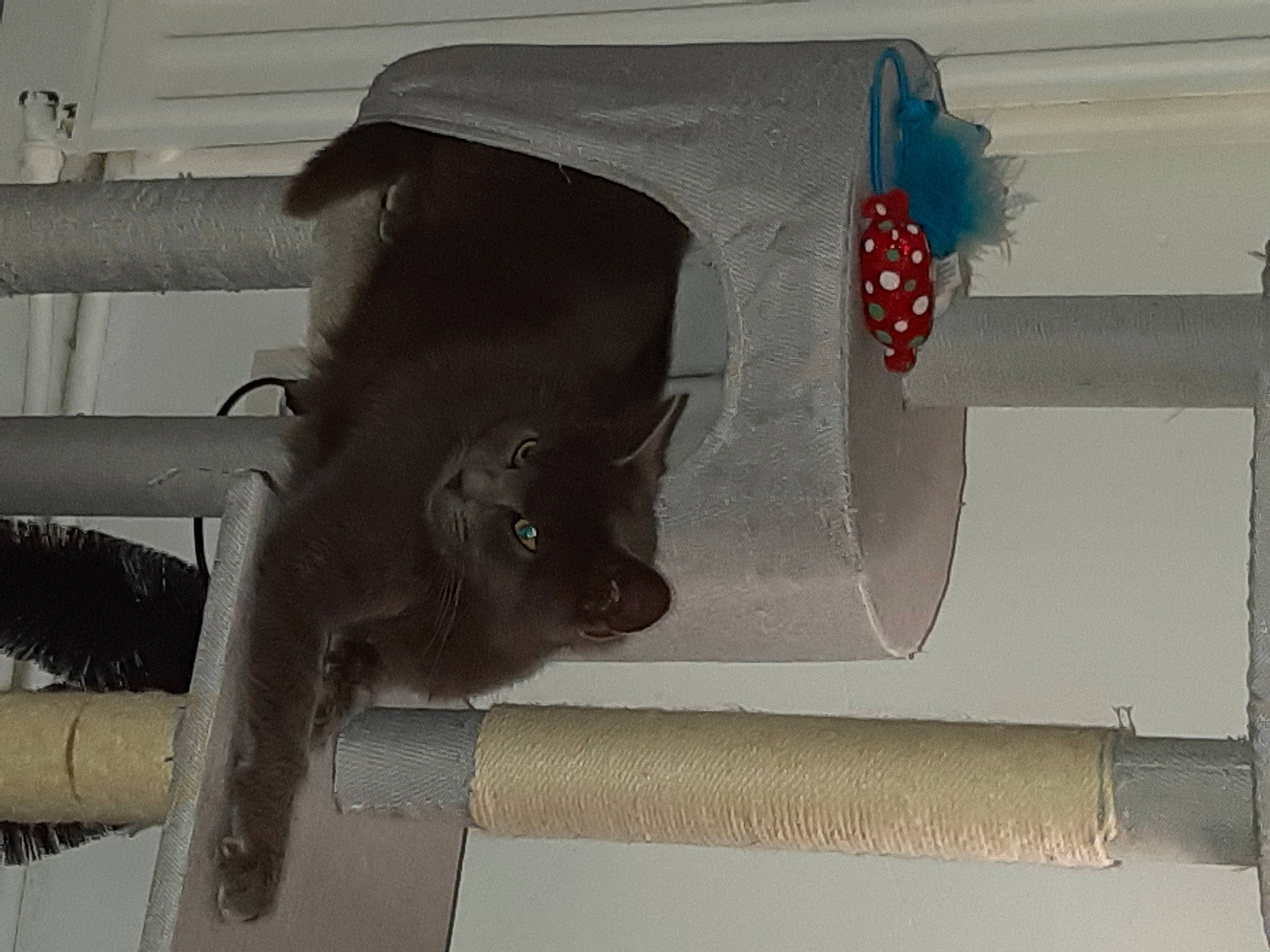 Miaouss a rejoint le concours — aidez-le/la à gagner de superbes lots ! black_cat, carnivore, cat, ceiling, domestic_short_haired_cat, felidae, fur, human_leg, room, shade, small_to_medium_sized_cats, tail, tints_and_shades, whiskers, window, wood, working_animal