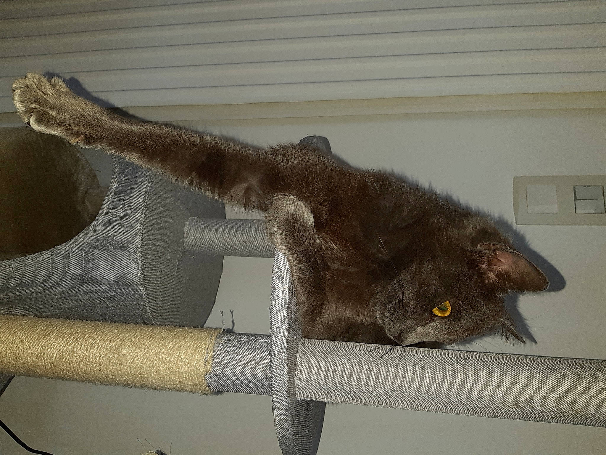 Miaouss a rejoint le concours — aidez-le/la à gagner de superbes lots ! balance, carnivore, cat, chair, claw, domestic_short_haired_cat, felidae, fur, grey, metal, paw, small_to_medium_sized_cats, snout, table, tail, terrestrial_animal, twig, wall_plate, whiskers, wood