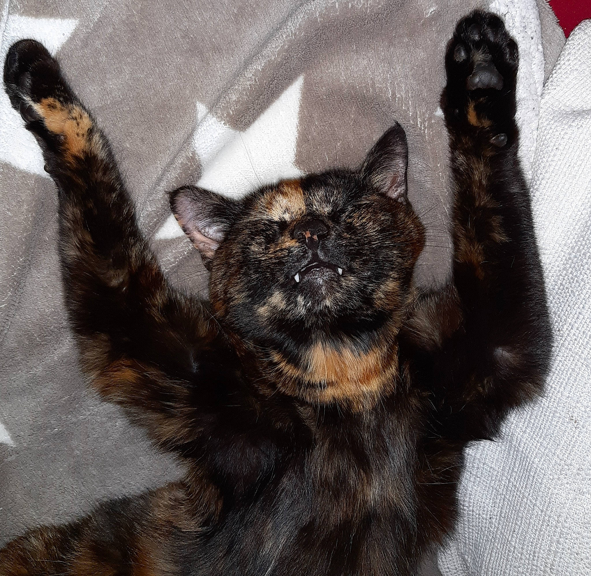 Pookie a rejoint le concours — aidez-le/la à gagner de superbes lots ! black_cat, bombay, canidae, carnivore, cat, cat_supply, claw, comfort, dog_breed, domestic_short_haired_cat, felidae, flowerpot, fur, paw, small_to_medium_sized_cats, snout, tail, terrestrial_animal, whiskers