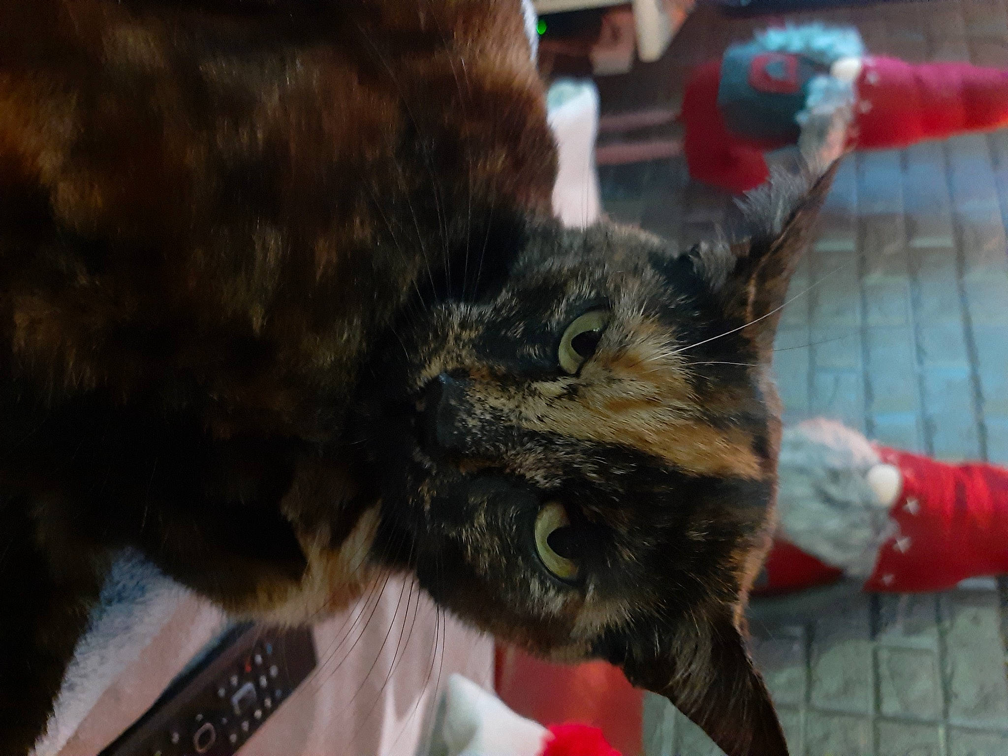 Pookie a rejoint le concours — aidez-le/la à gagner de superbes lots ! carnivore, cat, claw, collar, domestic_short_haired_cat, ear, felidae, fur, mammal, paw, small_to_medium_sized_cats, snout, tail, terrestrial_animal, vertebrate, whiskers