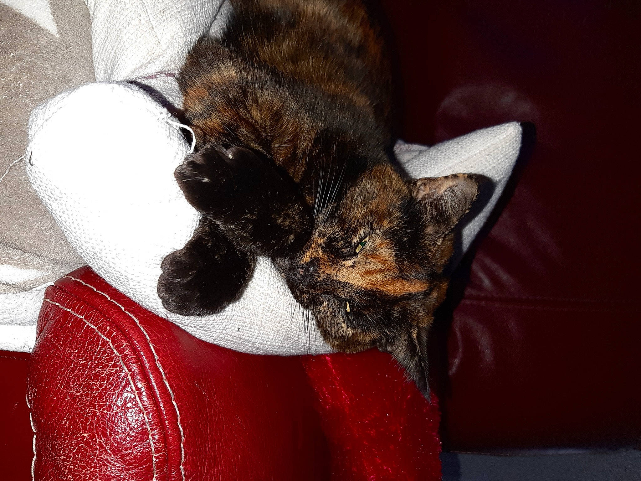 Pookie a rejoint le concours — aidez-le/la à gagner de superbes lots ! canidae, carnivore, cat, claw, comfort, dog_breed, domestic_short_haired_cat, ear, fawn, felidae, fur, lap, nap, paw, small_to_medium_sized_cats, snout, sporting_group, tail, terrestrial_animal, whiskers